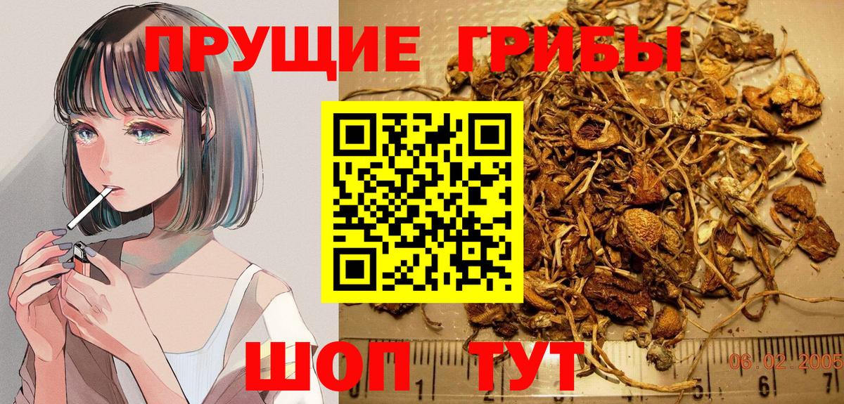 Галлюциногенные грибы Psilocybine cubensis Нефтекумск